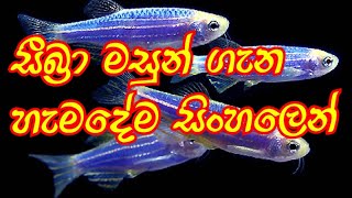 Zebra fish care in sinhala  DH FISH ADVISOR [upl. by Alesig]