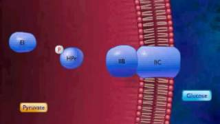 Active Transport by Group Translocation Animation Video [upl. by Hairakcaz505]