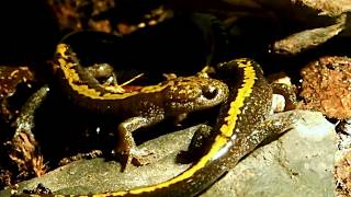 LongToed Salamanders Hunting Crickets Ambystoma macrodactylum  LangzehenSalamander [upl. by Desireah]