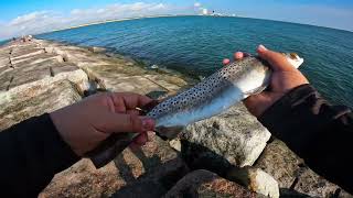 Undersized Trout and Red  SPI Jetties [upl. by Monte]