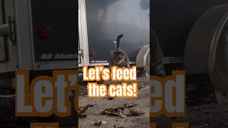 Feeding the feral colony Part 1 Cats feralcats [upl. by Luemas]