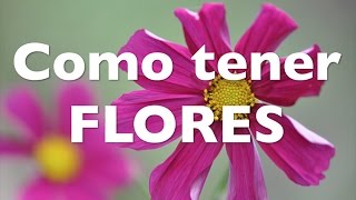 Cómo tener un cantero SIEMPRE con FLORES [upl. by Gnilrits]