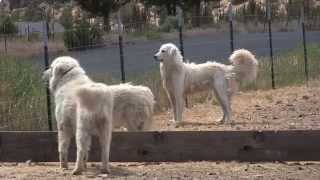 Maremma dogs guard goats near Terrebonne [upl. by Saxena]