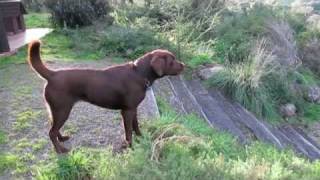 labrador barking in defense of territory on dogdownundercom [upl. by Hutchison]