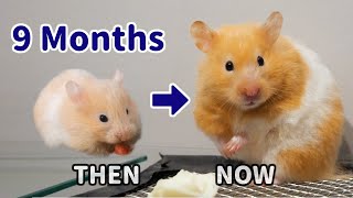 Baby Hamster Fully Grown  Before and After [upl. by Esau]