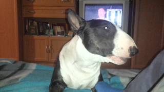 Speaking bullterrier [upl. by Avin]