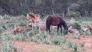 I cavallini della Giara  Sardegna [upl. by Rizzo869]