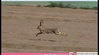 live rabbits for coursing greyhounds in Pakistan [upl. by Yenal12]