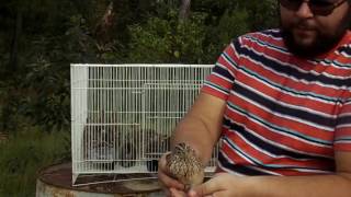 Raising Pharaoh  Coturnix Quail [upl. by Lirrehs]