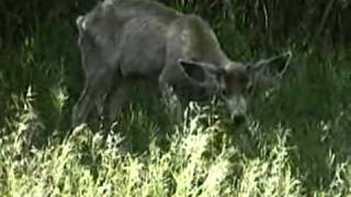 Introduction Shedding Light on Chronic Wasting Disease [upl. by Emearg198]