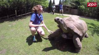 Aldabra Tortoise Birthday [upl. by Yessydo]