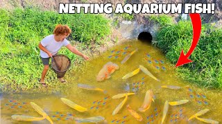 Netting RARE Exotic AQUARIUM FISH For My AQUARIUM [upl. by Anahsahs]