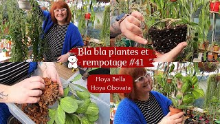 BLA BLA Plantes rempotage 41 🌿 HOYA BELLA et OBOVATA VARIEGATA  Plantcare  Substrat et cochenille [upl. by Corrine]