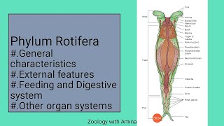 A brief introduction of Phylum Rotifera  Characters external structure and digestion in Rotifers [upl. by Vito]