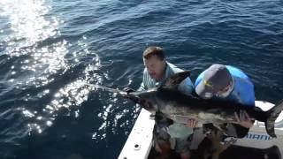 Broadbill Swordfish daytime Tag amp Release Exmouth Australia [upl. by Molini]