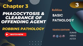 Phagocytosis and Clearance of Offending agent  Lecture 3 Chapter 3 Robbins Pathology [upl. by Tenaj529]