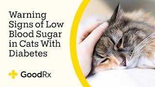 3 Symptoms of Hypoglycemia in Cats With Diabetes  GoodRx [upl. by O'Donovan662]