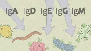 Video 15 Ig Antibodies and Immunoglobulin Function [upl. by Ahsel920]