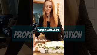 Propagation Station for plant cuttings 🌿 garden gardening nature propagation shorts short [upl. by Radmen]