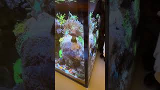 10 Gallon Innovative Marine NUVO Coral Reef Tank Update [upl. by Atsylak]