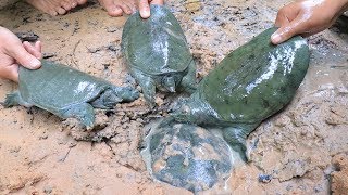 Unbelievable Find n catching Spiny Softshell Turtle​ under Sand then Cooking Soup in forest [upl. by Phelan519]