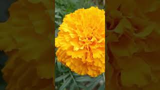 Marigold 2 diffcolours [upl. by Tavis949]