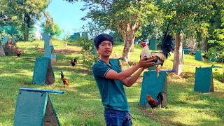 BREEDING GAMEFOWL TIPS [upl. by Ehctav]