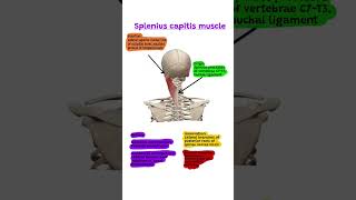 Splenius capitis muscle anatomy notes Spleniuscapitismuscle [upl. by Hachman]