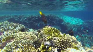 Sharm El Sheikh Snorkeling GoPro 3 [upl. by Melina985]