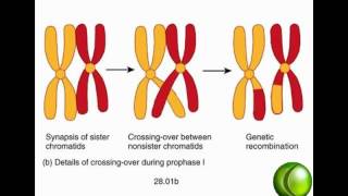 Meiosis [upl. by Aneryc]