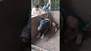 castration 🫣 male pig two n half year old 🫡 pig pigfarmvideo villagelife arunachalpradesh [upl. by Atoel]