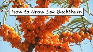 How to Grow Sea Buckthorn [upl. by Ikkiv]