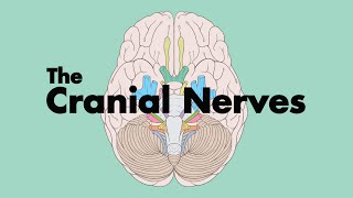 How to Remember the Cranial Nerves Mnemonic  MEDZCOOL [upl. by Simara217]