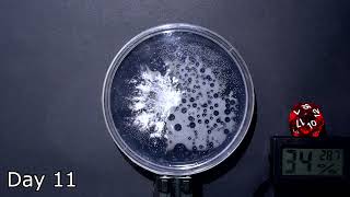 Time Lapse of Mycelium Growing On Agar [upl. by Annissa895]