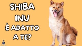 Shiba Inu Cosa Sapere [upl. by Adnofal695]