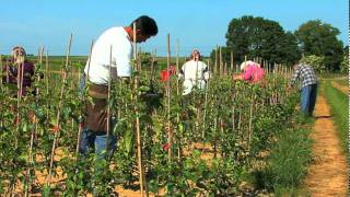 Fruit Tree Nursery René Nicolaï [upl. by Middendorf]