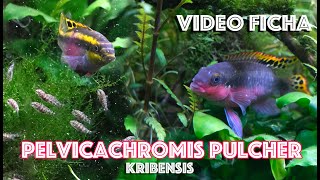 Pelvicachromis pulcher Kribensis Ciclido Africano  Video Ficha [upl. by Nalon576]