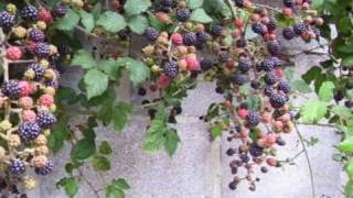 Crónica Tiempo de MORAS el fruto de la zarzamora [upl. by Leur185]