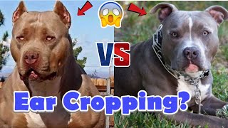 Dog Ear Cropping the pros and cons of Ear Cropping [upl. by Lienad]