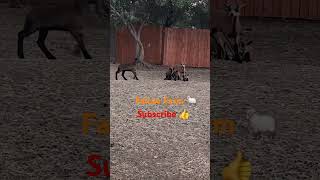 Lambs playing  shorts short farming animals sheep goat baby lamb play fun farm cute [upl. by Daile837]