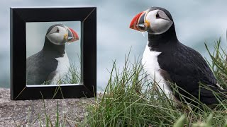 Puffins Are Returning To Maine Because of Mirrors [upl. by Gresham21]