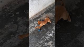 Cachorro dançando [upl. by Rosalinde180]