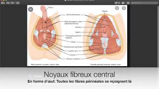 Comparaison Périnée Homme et Femme [upl. by Sedecram553]