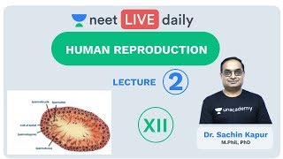 Human Reproduction  Lecture 2  Class 12  Unacademy NEET  LIVE DAILY  NEET Biology  Dr Sachin [upl. by Noach]