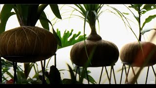 Kokedama  Plantas y Jardines en Teleamiga [upl. by Mendive]