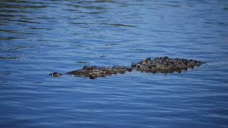 Everglades National Park [upl. by Consolata]