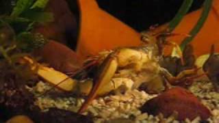 My Galician Crayfish in moult Galizische Sumpfkrebshäutung 11 [upl. by Saint]