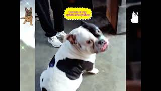 Cuandoquieresunapatitacrocantevideo americanbullyexotic pastoraleman shortsfeed dog can [upl. by Angid162]