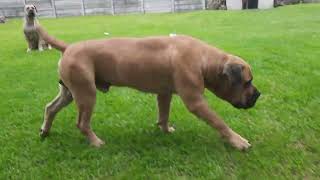 Real Boerboels  Real Spike 20 months [upl. by Birk]