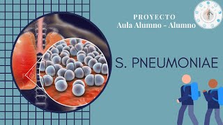 STREPTOCOCCUS PNEUMONIAE •Neumonia  Aula AlumnoAlumno [upl. by Ennovoj]